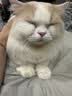 皇家英短成猫粮 BS34 通用粮 12月以上 4.5KG 实拍图
