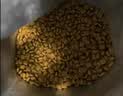 皇家猫粮 绝育成猫粮 SA37通用粮 1-7岁10KG 实拍图