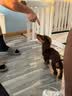 冠能狗粮小型犬成犬狗粮2.5kg 挑食美毛亮眼 全价狗粮  实拍图