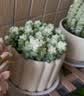 花翁多肉雪花玉坠老桩植物室内桌面新手活办公室群生多头盆栽源头直发 晒单实拍图