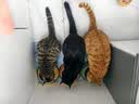 好主人（CARE）金装好主人猫粮无谷猫粮全价成猫通用80%含肉量10kg【宠物金选】 实拍图