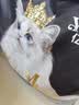 亿迪猫粮冻干幼猫成猫10斤全价英短蓝猫布偶老年猫国产通用全阶段5kg 实拍图