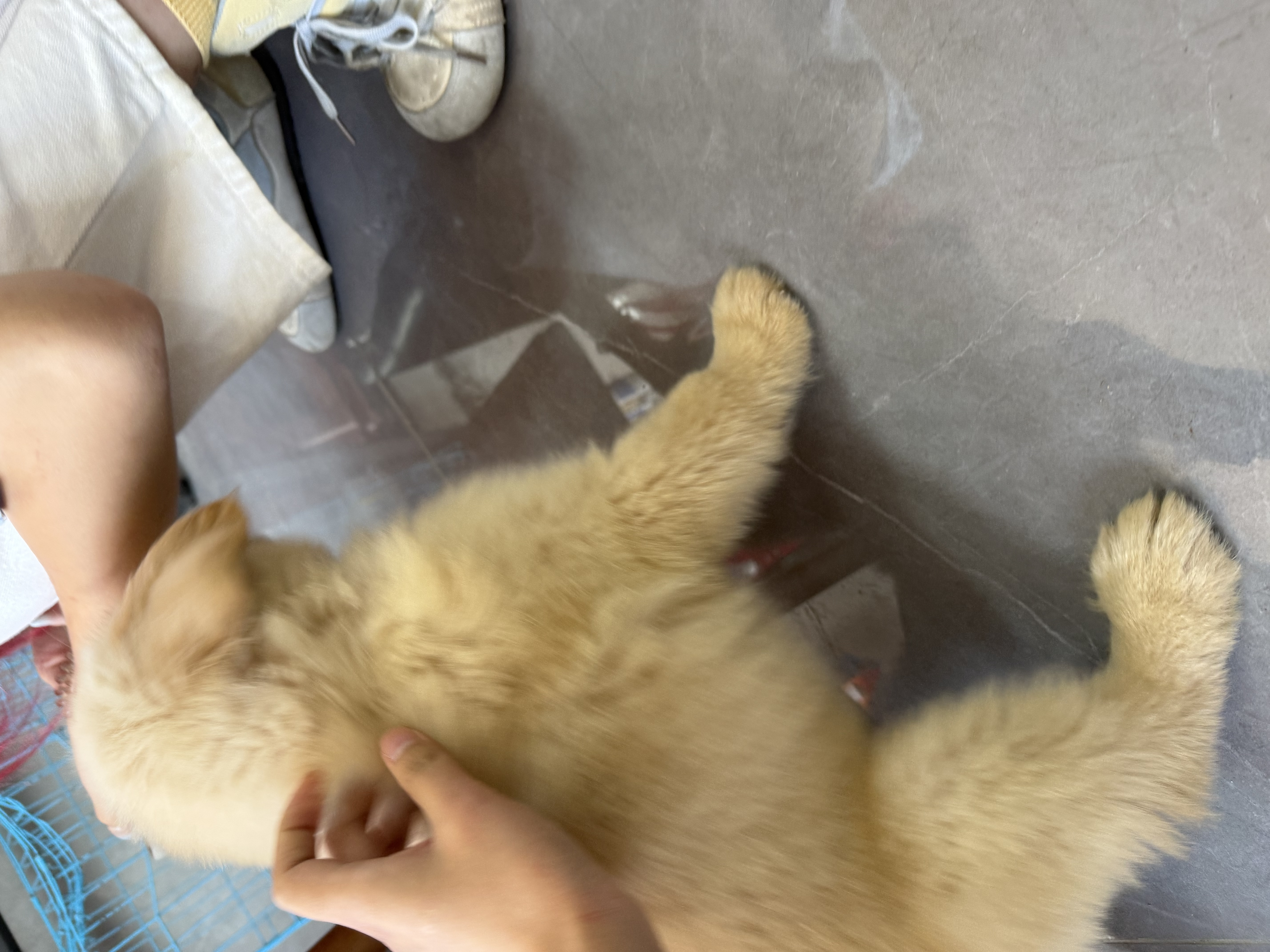 LEGENDSANDY蓝氏狗粮金毛柯基拉布拉多全犬种成犬幼犬多肉蔬菜15kg【囤货装】 实拍图
