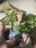 意轩【带花苞】欧月果汁阳台室内观花植物花卉盆栽四季开花月季 小苗【带花苞发】 实拍图