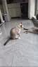 阿柴与猫猫玩具逗猫棒猫咪棒长杆羽毛钓幼小猫玩具鱼竿铃铛猫耐玩耐咬神器 实拍图