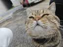 皇家猫粮 挑嘴成猫猫粮 高适口性 EF38 通用粮 12月以上 4KG 实拍图