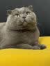 皇家猫粮 英短成猫粮 BS34 通用粮 12月以上 2KG 实拍图