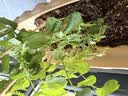 美益棵营养土养花通用型8L园艺专用种菜蔬菜多肉盆栽绿植种植泥炭土壤 实拍图