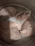 双汇猪肚子净重2斤袋免洗猪肚子整只生鲜猪肉煲汤猪肚鸡 实拍图