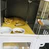 蔻丝猫笼子带厕所一体大猫透明猫别墅猫窝大号家用猫柜承重升级带猫草 实拍图