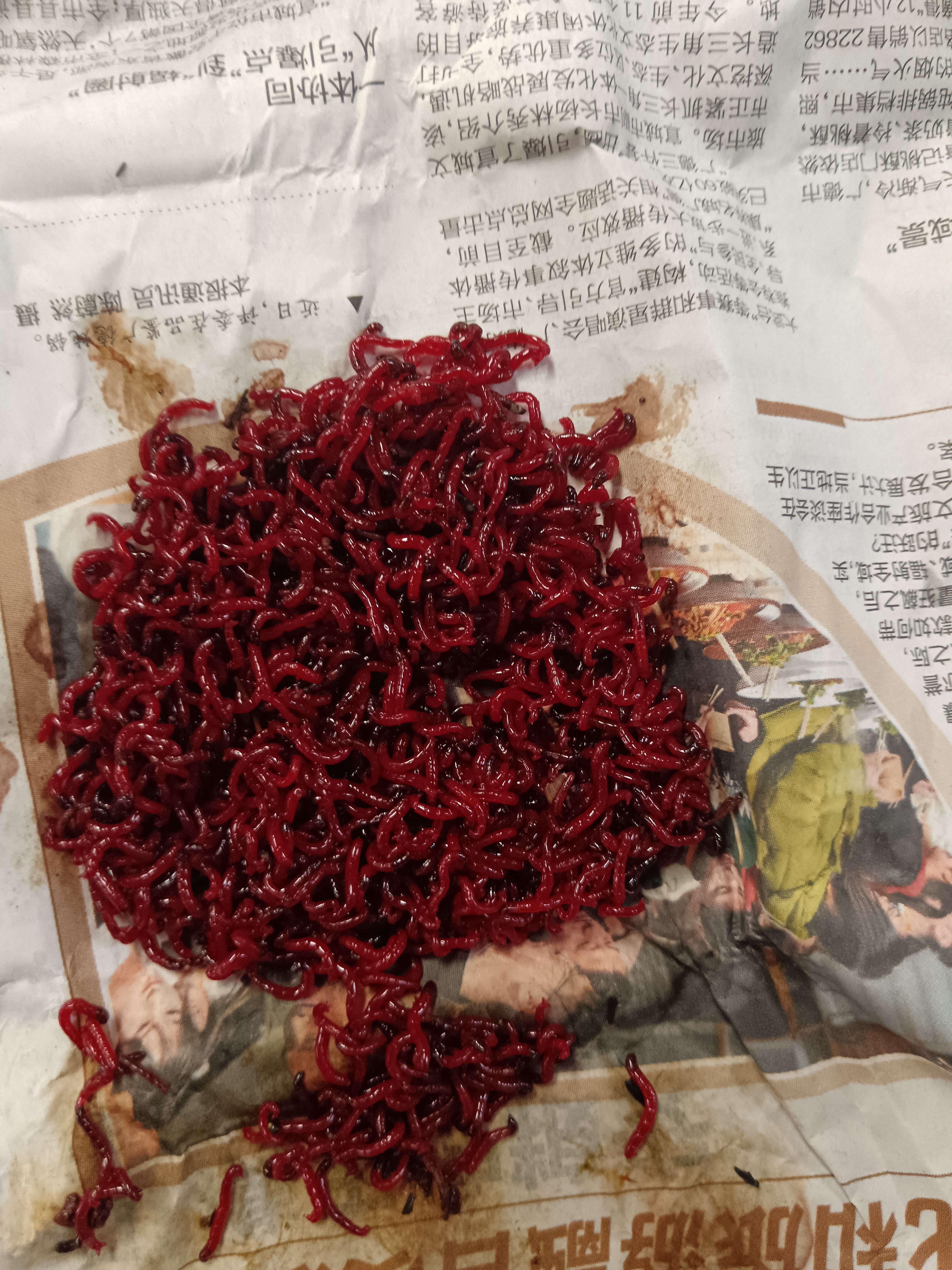 梦达鲜活红虫特大号公虫活体活饵喂鱼饵拉饵鲫鱼野钓饵料蚯钓鱼蚓 【中通】特大红虫30克(无赠品) 实拍图