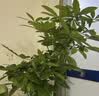 叹为观止大型植物发财树各种大颗盆栽开业乔迁客厅办公室内好养大型花卉 三杆发财树【1.6-1.8米】 含盆 实拍图