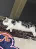 皇家猫粮 美短成猫粮 ASA31 通用粮 12月以上 2KG 实拍图