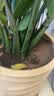 史丹利大号陶粒5L垫底养花专用花盆铺面多肉花卉种花陶土颗粒园艺陶粒土 实拍图