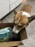 麦富迪狗粮 藻趣儿狗粮成犬粮牛肉螺旋藻 均衡营养2.5kg 实拍图