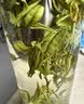 极白绿茶雨前安吉白茶四钻100g 2026年特级罐装新茶茶叶  上市 实拍图