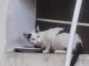 网易严选宠爱全价猫粮 实惠主粮成幼猫爱心三文鱼油美毛护胃海洋鱼2kg 实拍图