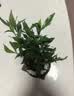 八芽小叶栀子花盆栽开花植物室内桌面茶几好养花卉绿植办公室净化空气 小叶栀子花-陶瓷竖纹盆 带盆栽好 实拍图