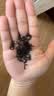 乐品乐茶特级金骏眉新茶滇红祁门红茶正山小种口粮茶叶礼盒装500g中秋礼品 实拍图