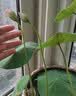国光复合肥蔬菜农用种菜果树养花氮磷钾15-15-15肥料缓释花卉通用 实拍图