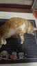 京七猫粮5斤成猫粮鱼肉海洋鱼口味成猫专用全价天然爱心流浪救助2.5kg 实拍图