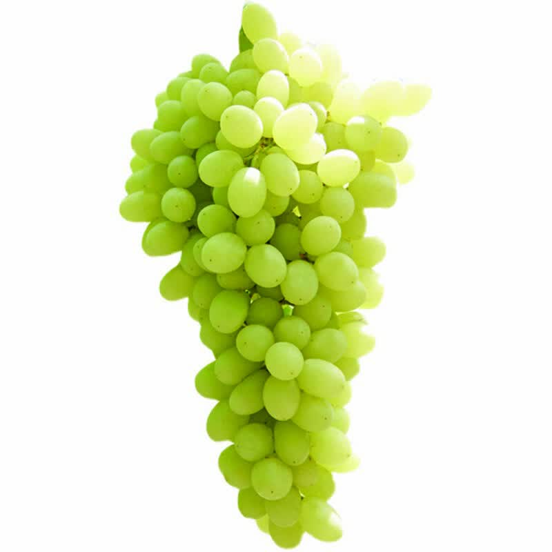 新疆无核白葡萄750g 实拍图