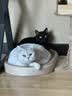 喵丽丝剑麻猫抓板猫窝一体耐磨不易掉屑猫咪玩具猫爪板耐抓四季通用抓盆 【冲量款】椭圆麻布贈猫薄荷 实拍图