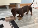冠能狗粮小型犬成犬狗粮2.5kg 挑食美毛亮眼 全价狗粮  实拍图