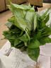 京东绿植绿萝盆栽除甲醛花卉绿植办公室新房净化空气180加仑4盆装源头直发 实拍图