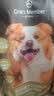 京东京造狗粮中大型犬成犬幼犬鲜肉全价狗粮10kg/20斤边牧金毛拉布拉多 实拍图