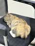 麦富迪 奶弗羊奶肉酱猫条猫咪零食成幼猫呵护免疫混合装14g*80支 实拍图