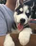 麦富迪狗粮 藻趣儿狗粮成犬粮牛肉螺旋藻 均衡营养15kg/30斤 实拍图