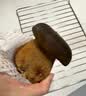 京鲜生云南【新鲜黑牛肝】净重1斤特产鲜菌菇煲汤火锅食材源头直发 实拍图