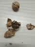鲜级佳大凉山新鲜湿核桃去青皮嫩核桃老树薄纸皮核桃孕妇专用生核桃新货 净重5斤【去青皮】送夹子 实拍图