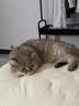 普安特宠物猫咪驱虫药驱虫体内外一体幼成虫跳蚤犬虱非泼罗尼爱滴克套装 实拍图