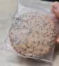 麦酥园无糖全麦猴头菇饼干养胃糖尿人休闲零食粗粮饼干糕点心整箱1.2kg 实拍图