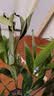 花行榜驱蚊竹柏水培驱蚊植物盆栽办公室桌面花卉水养办公室绿植源头直发 实拍图