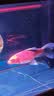 备能（BEINENG）维生素C鱼用鱼药热带冷水鱼锦鲤水族专用VC片解毒抗应激 实拍图