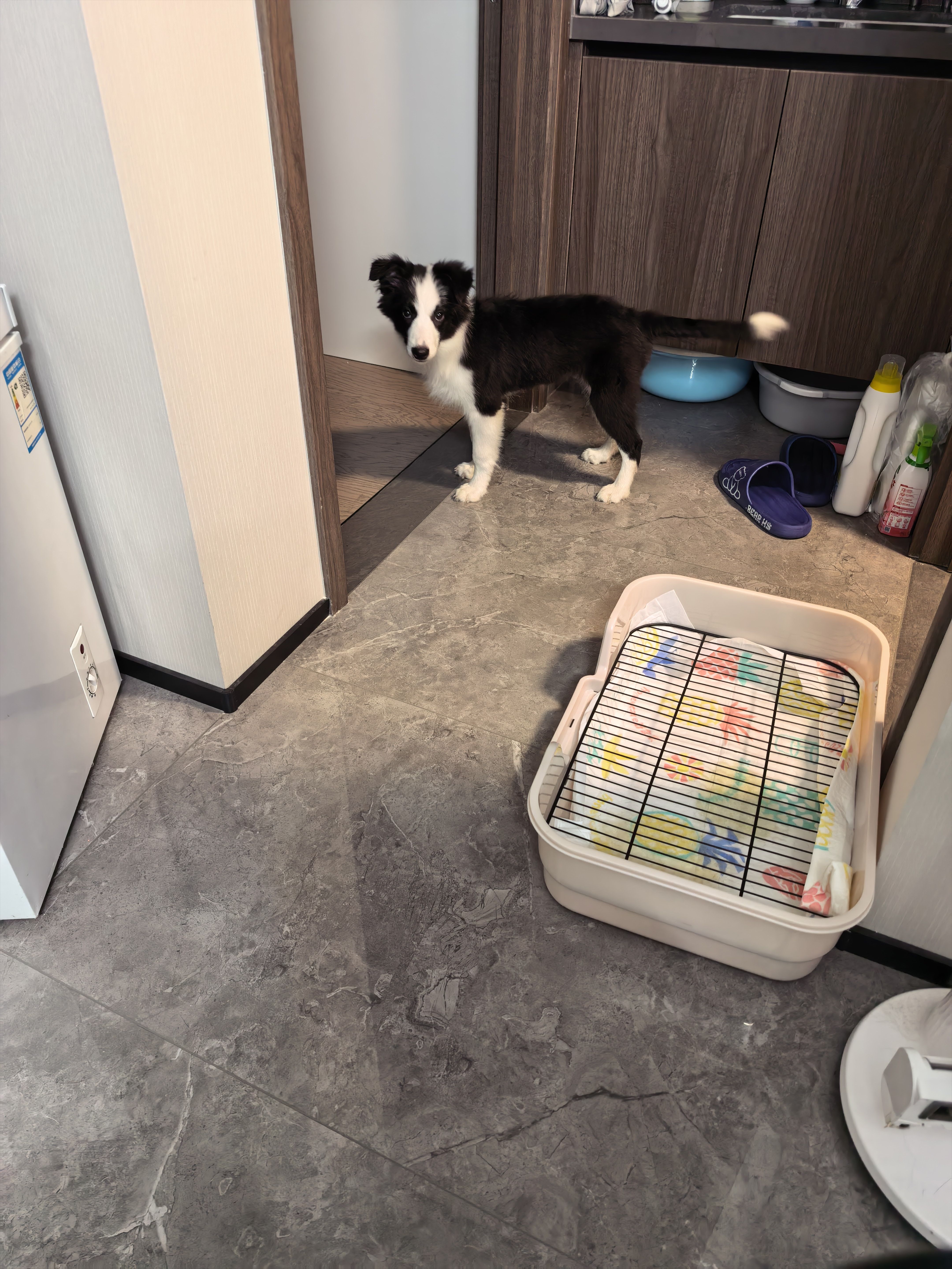 HELLOJOY狗厕所中型小型犬专用防踩屎便盆尿尿盆非不锈钢大小便神器狗砂盆 实拍图