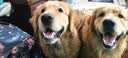 心粮鸭肉梨狗粮装幼犬成犬通用狗粮中大型犬粮金毛柴犬边牧狗粮 【鲜鸭雪梨】通用狗粮40斤 实拍图