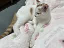 皇家猫粮 暹罗成猫粮 SM38 通用粮 12月以上 2KG 实拍图