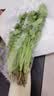 带根香菜100g 实拍图