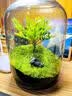 封茗【生命之树】生态瓶苔藓微景观青苔造景缸植物办公室绿植桌面盆栽 生命之树微景观(烟灰款) 实拍图