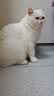 皇家猫粮 波斯成猫粮 P30 通用粮 12月以上 10KG 实拍图