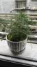 文竹盆栽绿植花卉盆景植物室内客厅水培文松云竹文竹大苗四季常青 小文竹【2棵更实惠】原土球发货 高度15-25cm 实拍图
