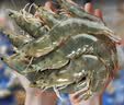 三只海豚国产青岛大虾 白虾40/50规格 净重3斤 活虾速冻生鲜虾类 海鲜盒装 实拍图