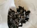 方家铺子 六星东北黑木耳138g 木耳肉厚无根 凉拌炒菜火锅食材 始于1906 实拍图