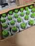if【肖战推荐】100%天然椰子水泰国原装进口饮料350ml*24瓶整箱装 实拍图