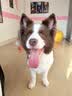 Orijen渴望狗粮 六种鱼 成犬幼犬全价鱼肉美毛进口犬粮6kg效期27/11 实拍图