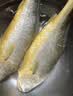 三都港 冷冻黄花鱼700g/2条装 大黄鱼深海鱼 生鲜鱼类 海鲜水产中秋礼品 实拍图